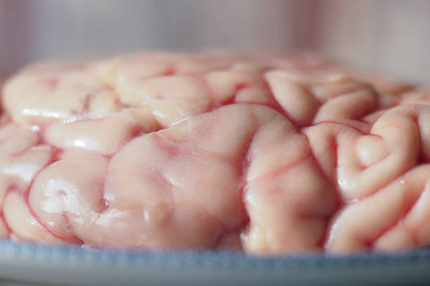 Close-up of animal brain on a table ,