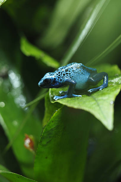 istock Vibrant blue poison dart frog on green leaf in nature 2248043745