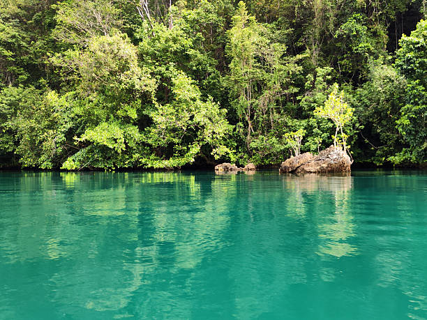 Lush vegetation and emerald green waters at The Passage dive site, a narrow passage of water separates Gam and Waigeo island in the Raja Ampat archipelago. It resembles a river flowing between the two islands.
