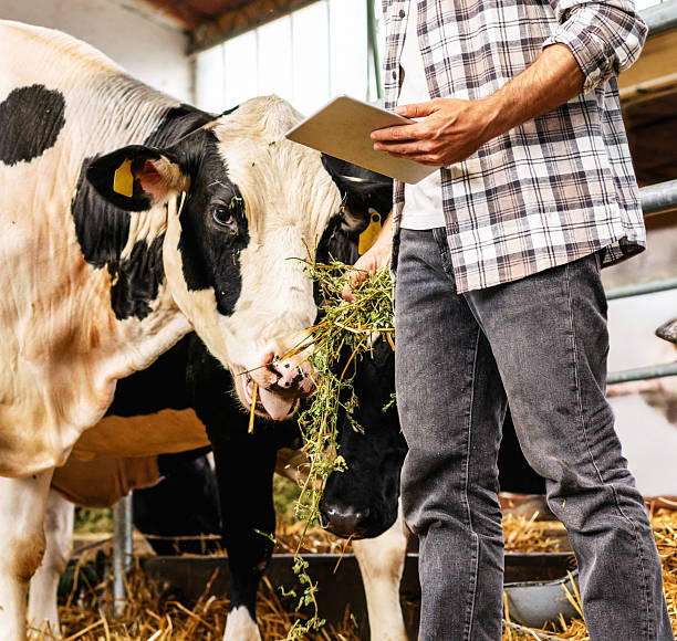 istock A farm worker inspects cows on a livestock farm using a tablet. 2248043830