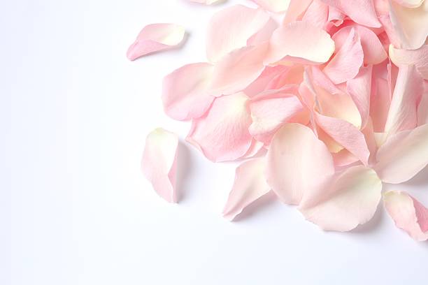 istock Close-up view of pink rose petals 2248046147