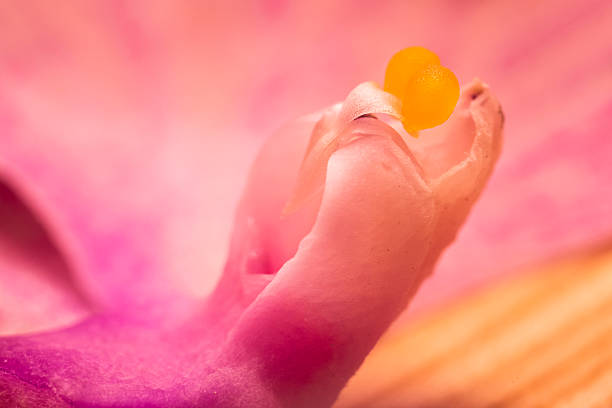 Macro photograph of a lily flower.
