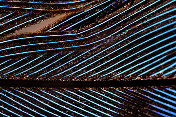 istock Blue jay (Cyanocitta cristata) feather macro nature stock photo 2248047542