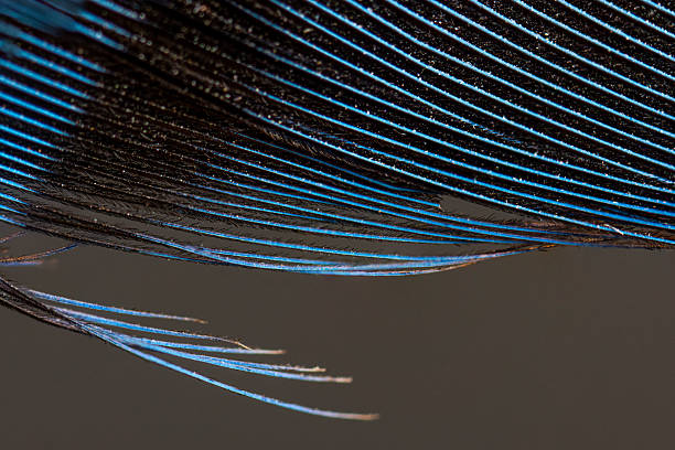 istock Blue jay (Cyanocitta cristata) feather macro nature stock photo 2248047726