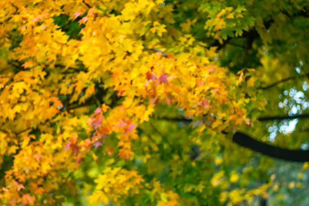 The beauty of autumn nature. Blurred image. Autumn background. The color of autumn leaves.
