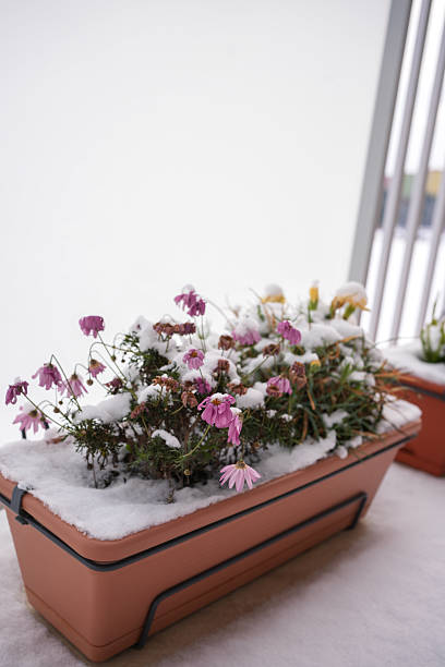 Potted flowers lightly covered with the first snow of the season. Early winter weather and seasonal change concept.