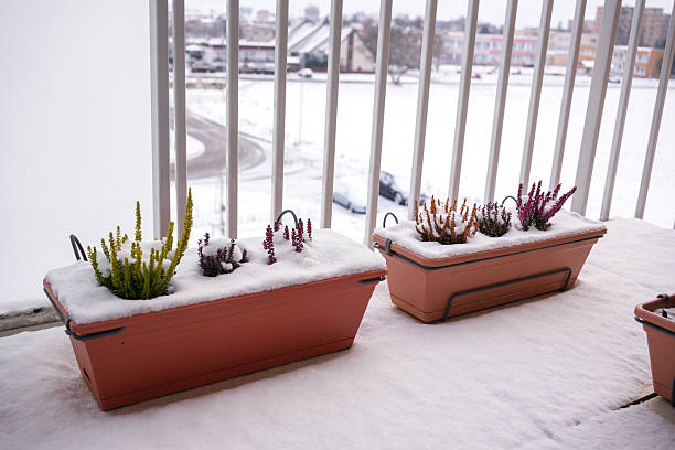 istock Potted Flowers Covered with First Snow in Early Winter 2248049167