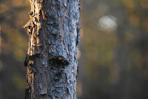 Pine tree bark at sunset in the forest. Shallow depth of field