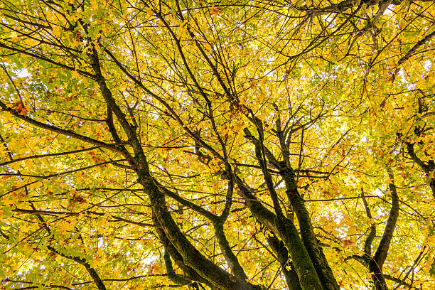 istock Beautiful autumn colored maple tree in autumn, Bavaria, Germany, Europe 2248051097