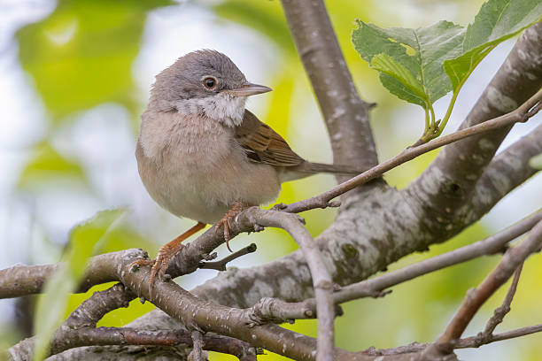 istock Common whitethroat perched among green leaves in a tranquil Dutch landscape 2248052992