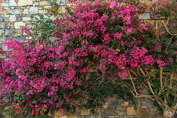 Red flowers on the wall