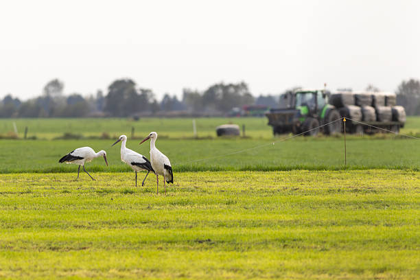 European white storks in Dutch farmers fields looking for prey