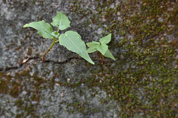 Green mossy wall surface is split by a deep crack, from which small, resilient green Ficus religiosa plants sprout. Image capture nature's persistence. bodhi, peepal, peepal or ashwattha tree.