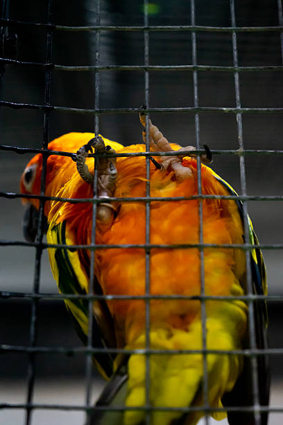 A vibrant display of sun conures captivates visitors at an indoor exhibition showcasing their stunning colors and lively presence.