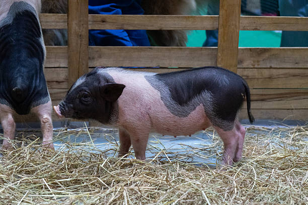 istock Playful piglet in a farmyard setting captured close-up natural environment highlighting animal behavior 2248055250