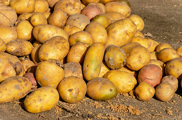 istock Potatoes on a Dutch farm 2248055701