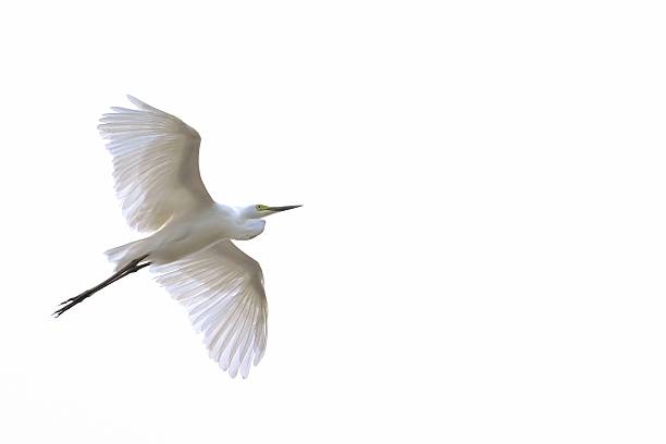 istock Storks in flight around the mangrove habitat 2248057551