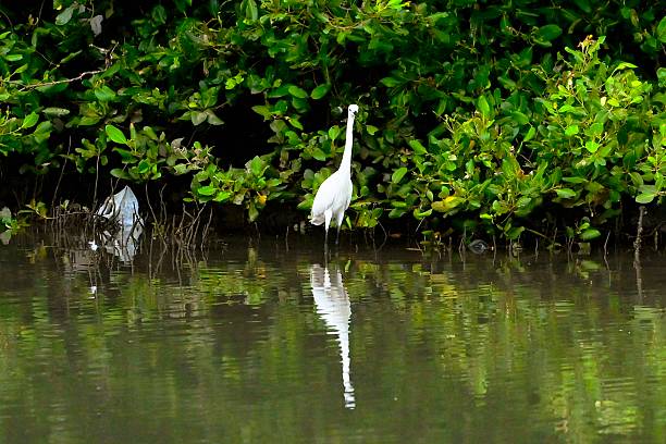 istock Storks living in the mangrove habitat 2248057588