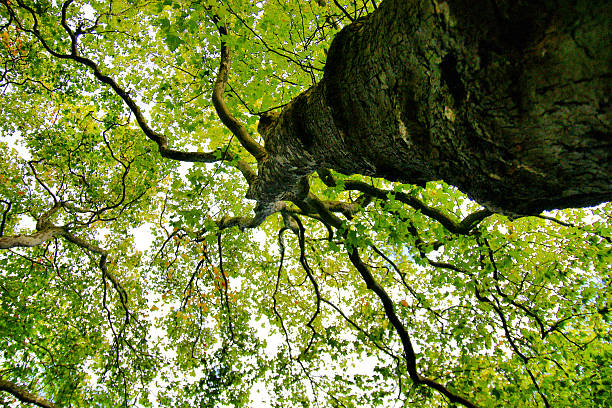 green forest background in a sunny day