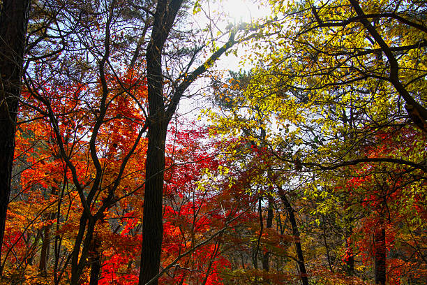 istock A view of the autumn forest 2248058488