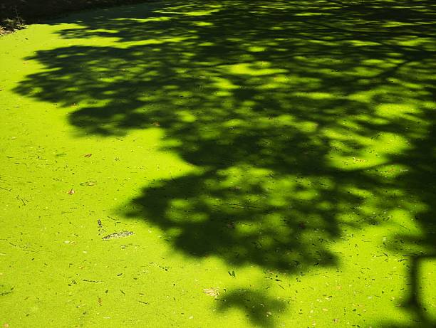 Green shadows