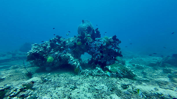 istock A coral-covered structure rises from the seafloor and forms a natural archway. 2248060809