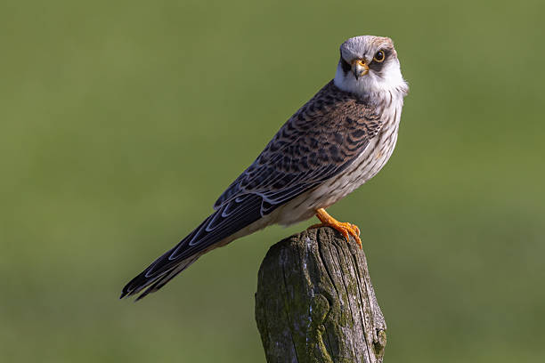 istock Red-footed falcon perched on a post in Eempolder, Netherlands, enjoying a sunny day 2248061286