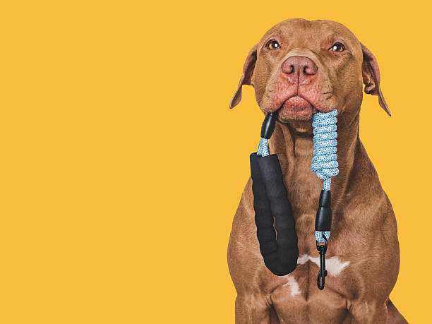 istock Lovable dog with a leash in his mouth 2248062815