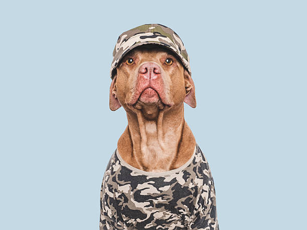 istock Cute dog, cap and military shirt. Studio shot 2248062878