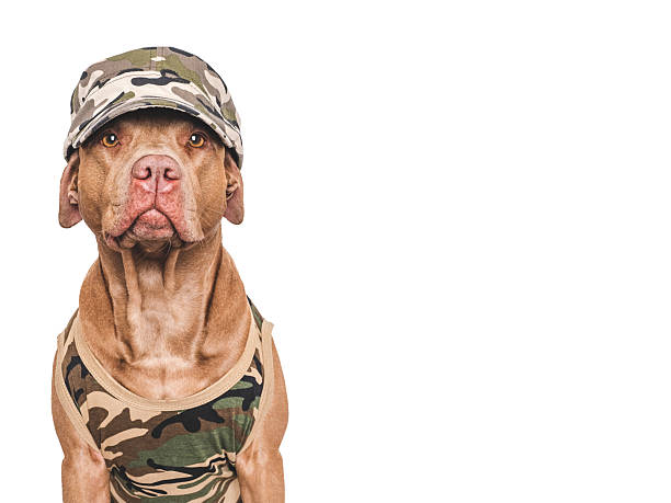 istock Cute dog, cap and military shirt. Studio shot 2248062891