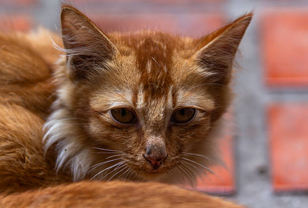 Close-up of ginger tabby cat looking at the camera.