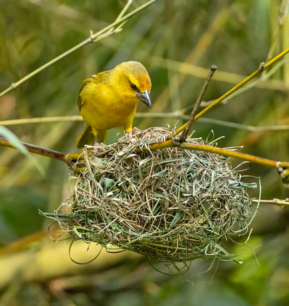 istock Taveta Golden weaver bird 2248064278