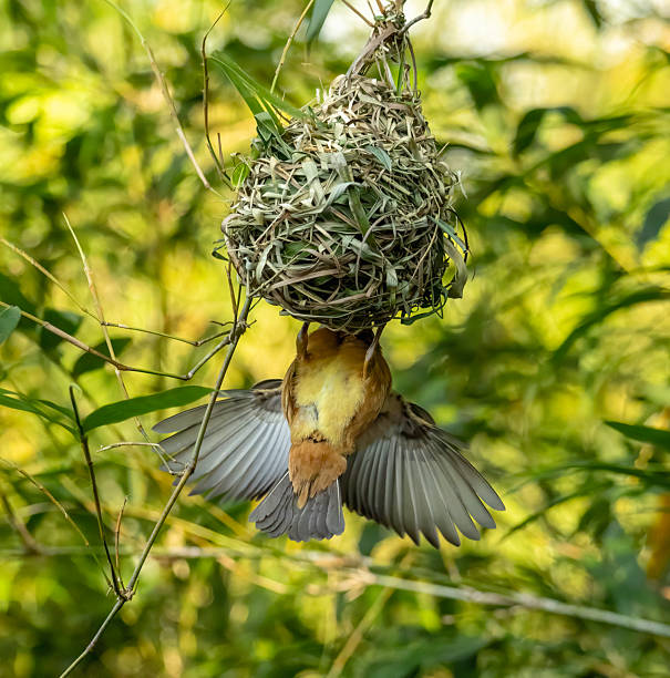 Baby bird in nest, bird make nest at people home.