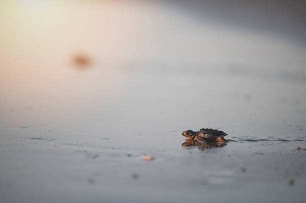 Baby Sea Turtles walking to the clear ocean water, including loggerhead (Caretta caretta) and green sea turtle species. These marine reptiles are symbols of ocean life, biodiversity, and conservation, often found in tropical and Mediterranean seas. A powerful wildlife and nature scene ideal for environmental awareness, marine biology, sustainability, travel, documentary, and cinematic stock footage projects.