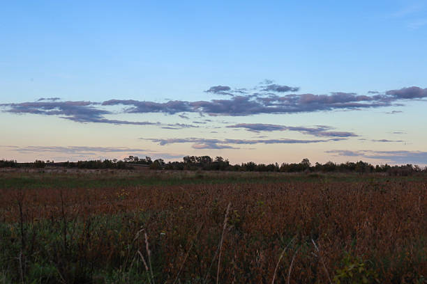 A wide landscape view showing a twilight sky with thin streaks of clouds transitioning from blue to a pale pink hue. The foreground is occupied by a large field with dry, tall vegetation, creating a sense of tranquility.