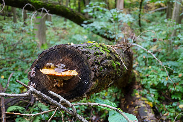 A fallen tree trunk, covered in moss and moisture, lies in a dense forest. A bright orange bracket fungus is growing on its fresh cut surface, symbolizing the natural cycle of decomposition.