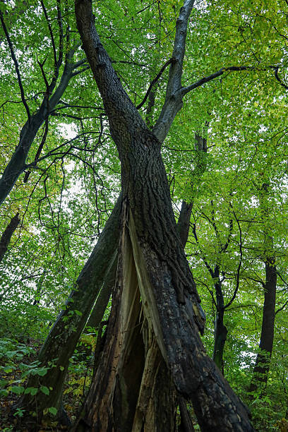 istock A powerful tree in the forest that has split in half, yet remains partially upright beneath the dense green foliage. The large crack reveals bright wood and forms an unusual V-shape. 2248065045