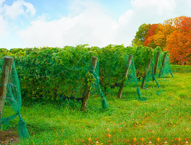 Vinyard with fall leaf color-Traverse City, Michigan