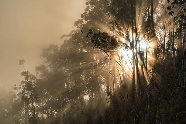 Soft rays break through morning foggy woodland canopy, Early light filters through ancient trees in mistcovered woods, Morning tranquility in forest as sunbeams cut through fog among towering trees