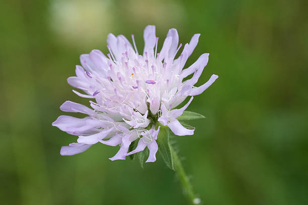 istock A delicate field scabious flower with lavender petals blooms against a soft, blurred green backdrop in a natural outdoor setting. 2248066194