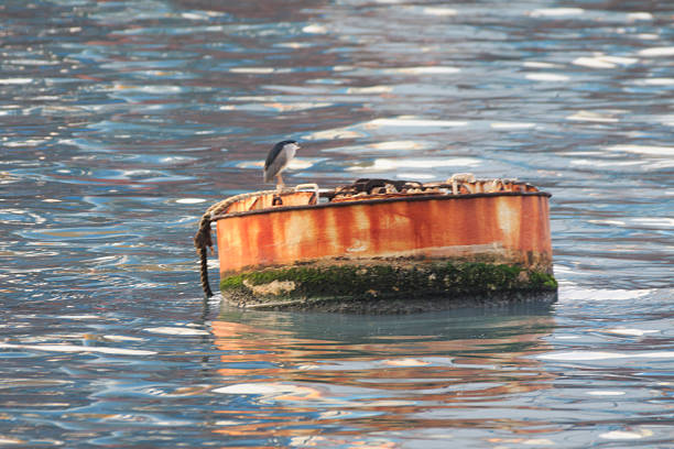 Hong Kong Wildlife