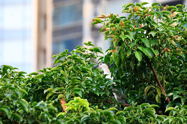 Hong Kong Wildlife