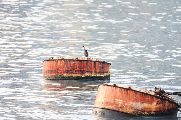 Hong Kong Wildlife