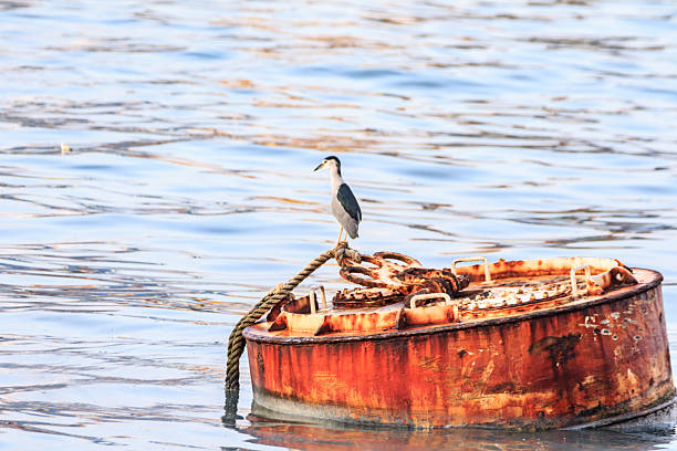 Hong Kong Wildlife