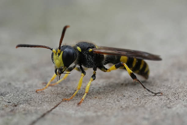istock Closeup on a bright colored Sand Tailed Digger Wasp, Cerceris arenaria 2248066998