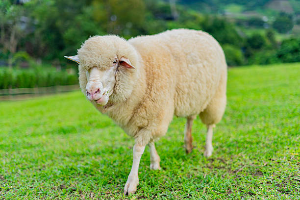 istock Sheep in the green pasture 2248068000
