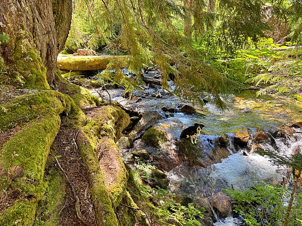 istock Dog in Surprise Creek 2248068138