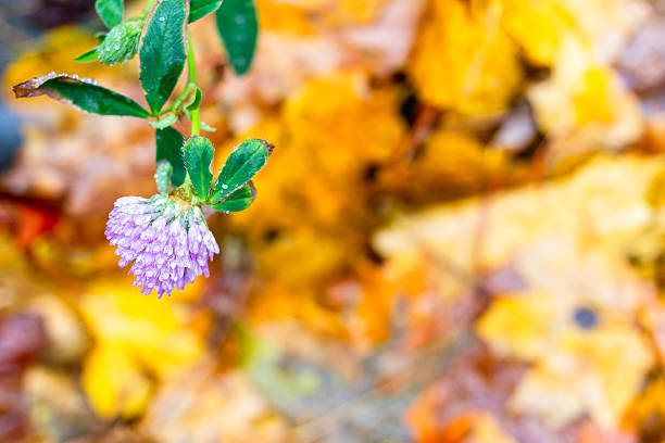natural clover flower and wet fallen leaves on background after rain on autumn day