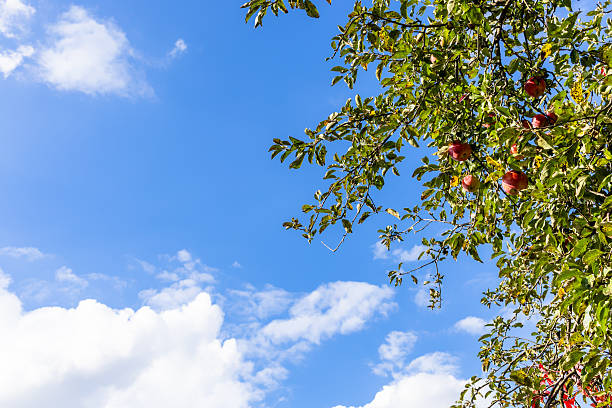 ripe red apples on green tree branch and blue sky with white clouds on background on sunny autumn day