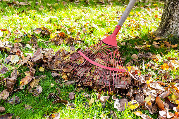 istock red fan rake collects fallen leaves on green lawn 2248068727